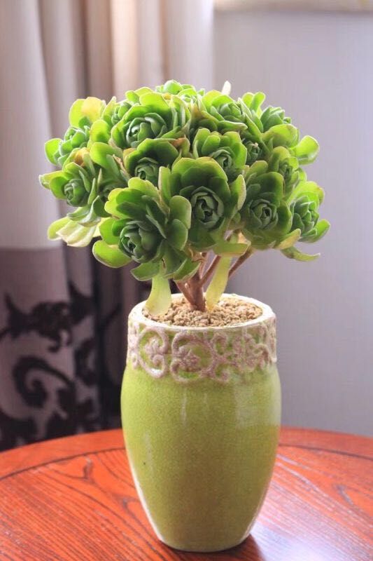 Domestic Flower Vase Kalsten