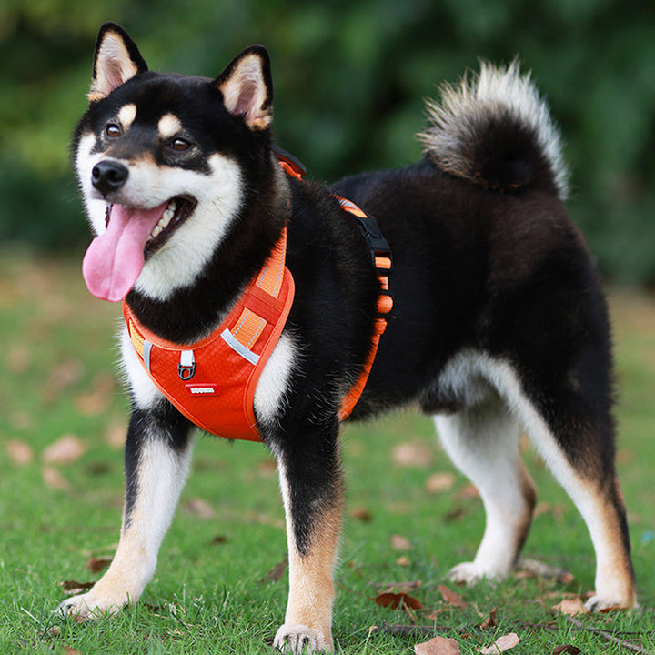 Kalsten | Reflective Dog Harness