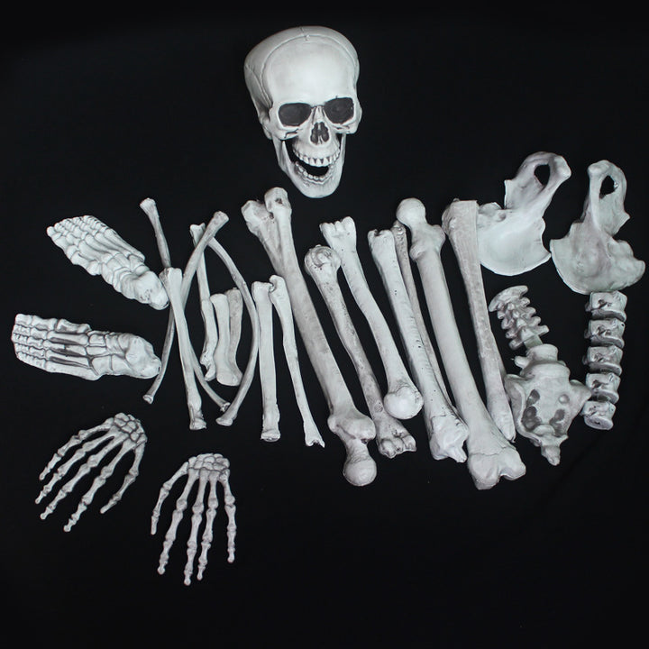 Anatomical Skeleton Model