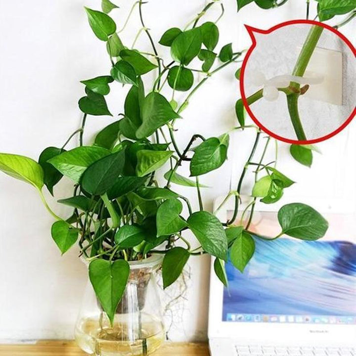 Wall Clips for Climbing Plants (30 pieces) | Kalsten