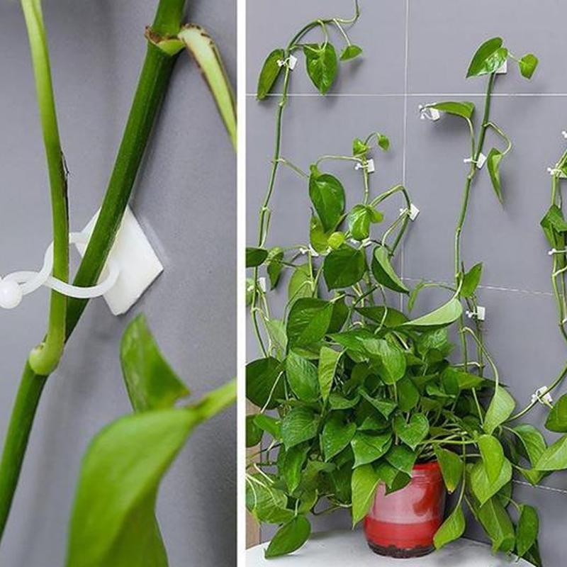 Wall Clips for Climbing Plants (30 pieces) | Kalsten