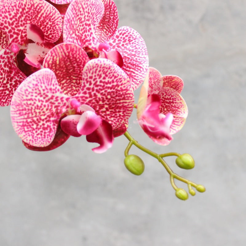 Decorative Blooming Orchid Stem