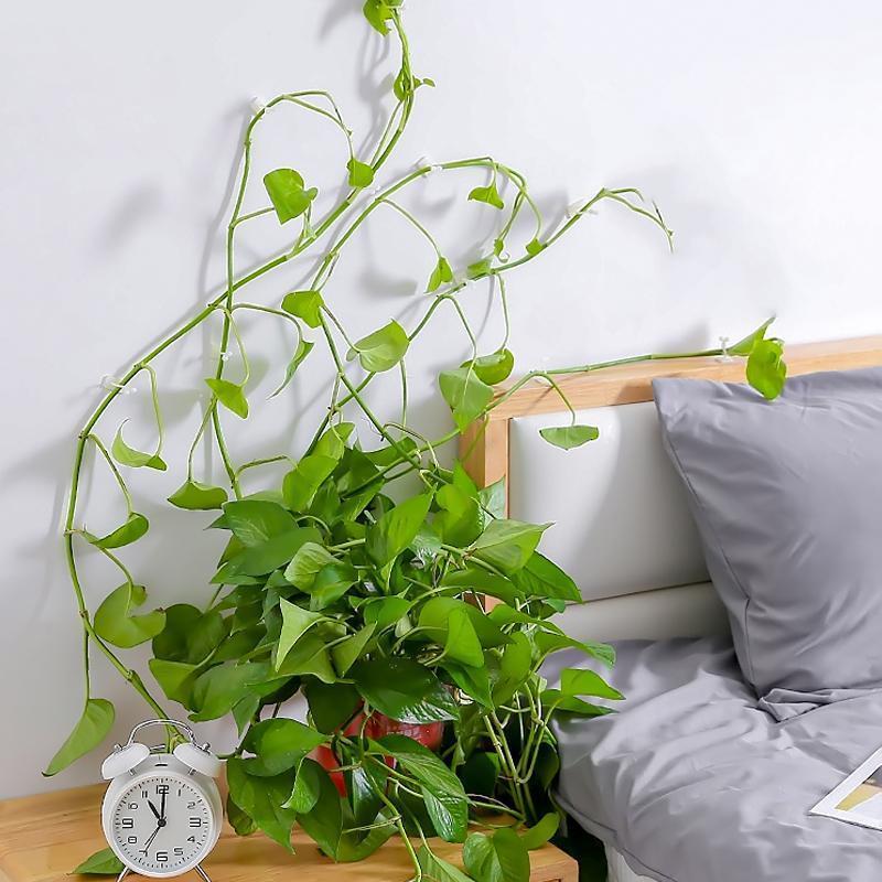 Wall Clips for Climbing Plants (30 pieces) | Kalsten