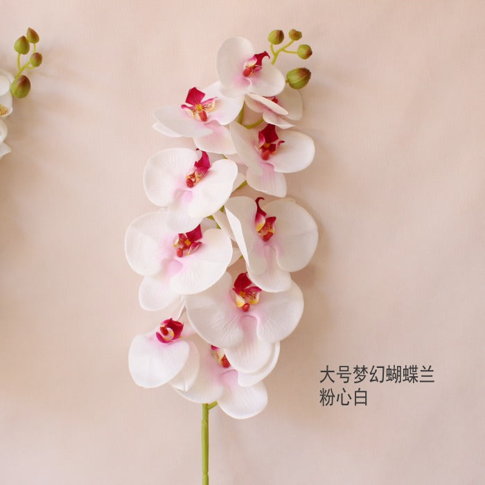 Elegant Orchid Stem