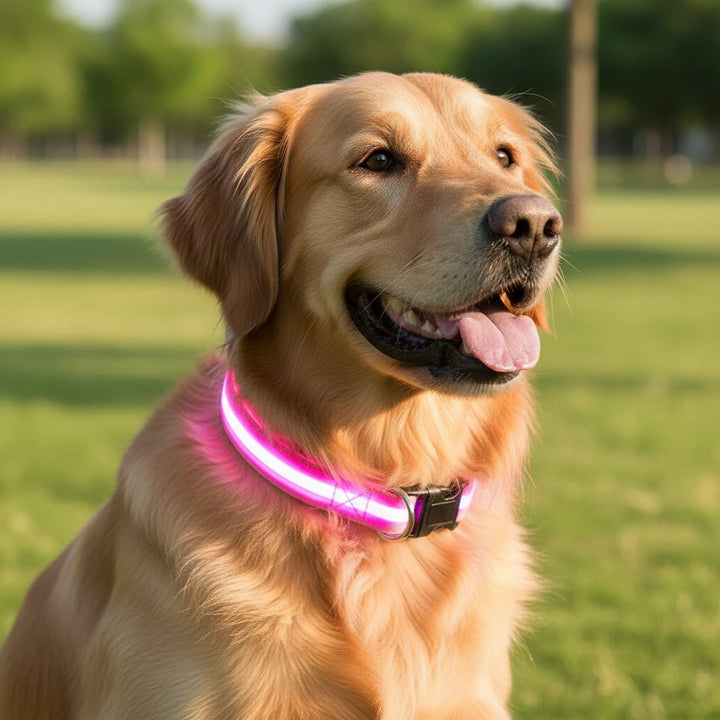 Kalsten | LED Safety Dog Collar with Adjustable Fit