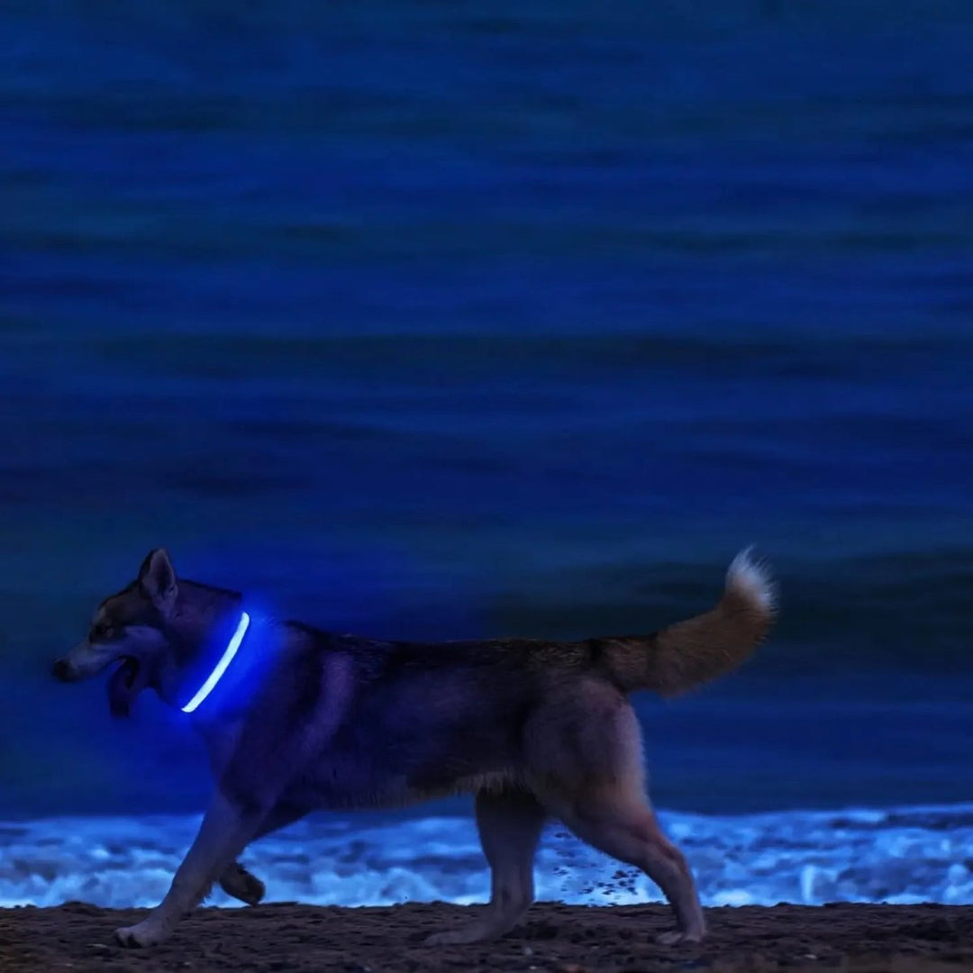 Kalsten | LED Safety Dog Collar with Adjustable Fit