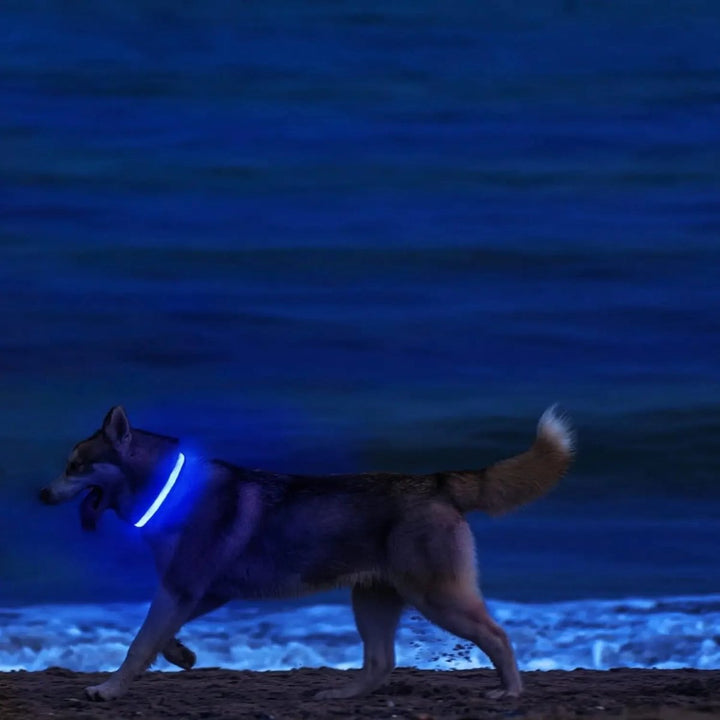 Kalsten | LED Safety Dog Collar with Adjustable Fit