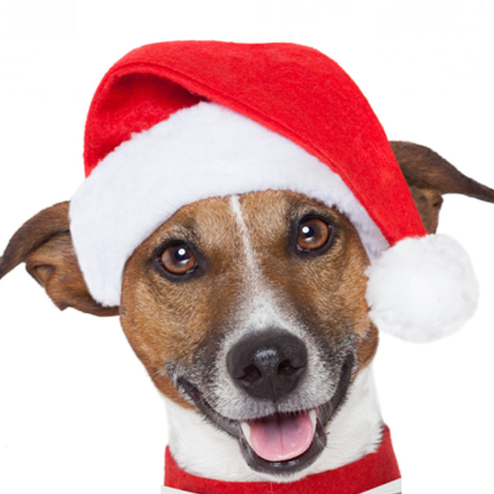 Santa hat for dogs