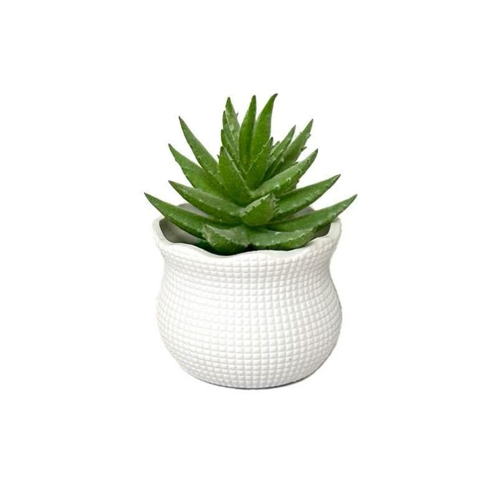 Decorative Succulent Planter for Indoor Home Decor