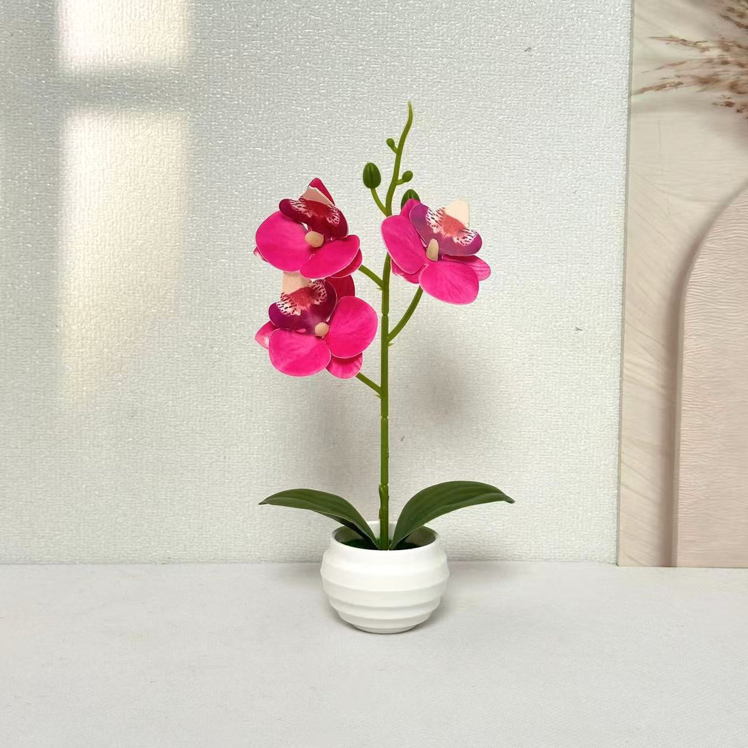 Elegant Decorative Orchid Plant Arrangement for Home Decor