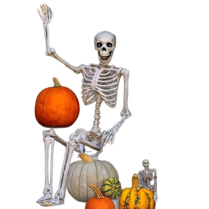 Anatomical Skull Model