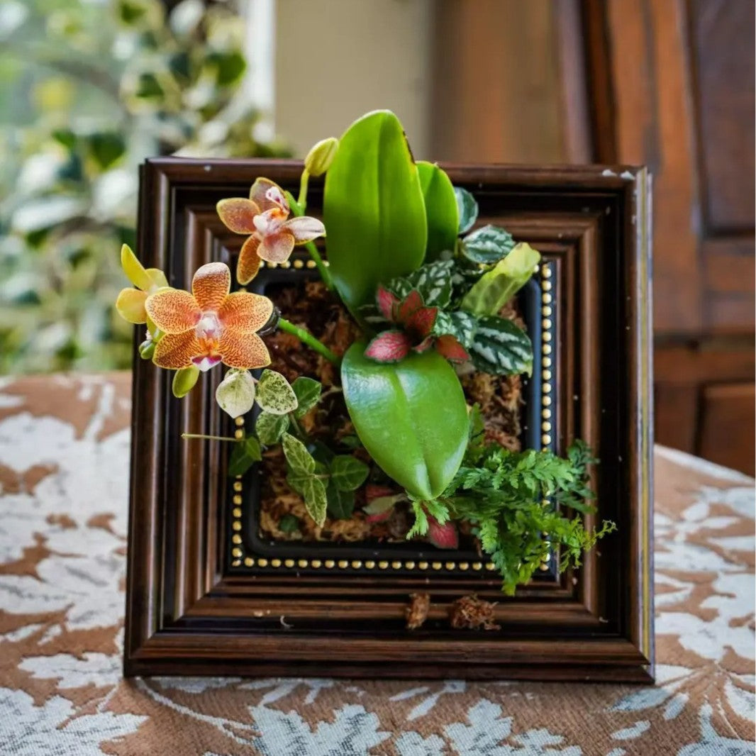 Decorative Plant