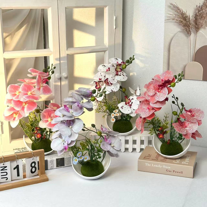 Decorative Orchid Plant Arrangement for Home Decor