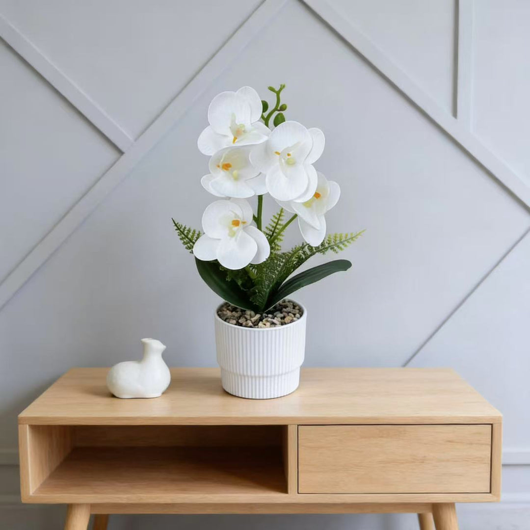 Exotic Orchid Plant Arrangement