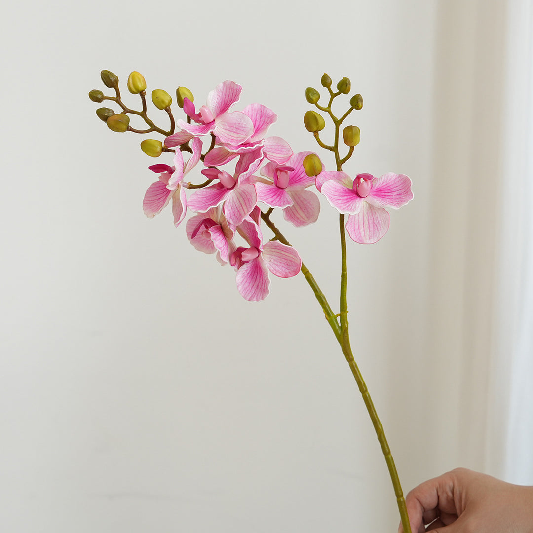 Elegant Orchid Stems Kalsten