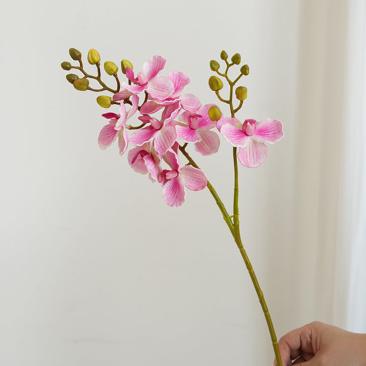 Elegant Orchid Stems Kalsten