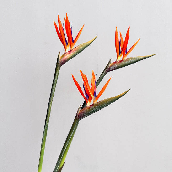 Decorative Flower Display