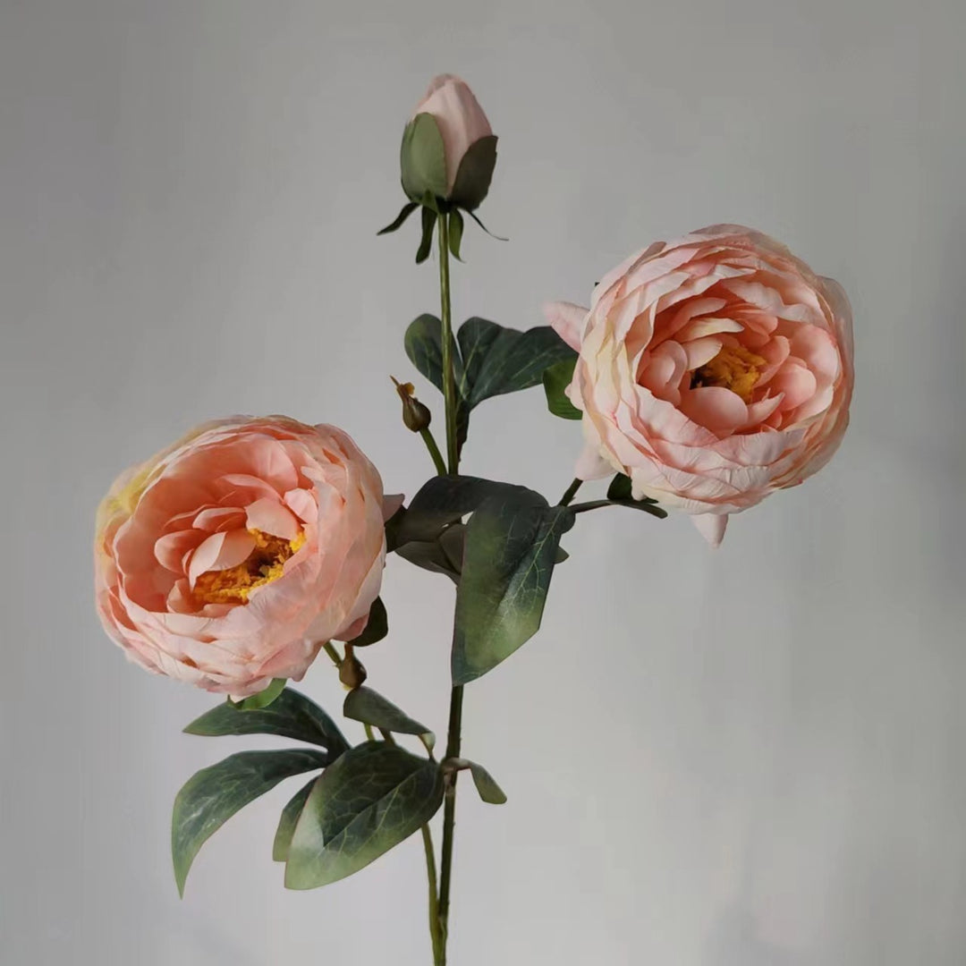 Elegant Peony Flower Stem