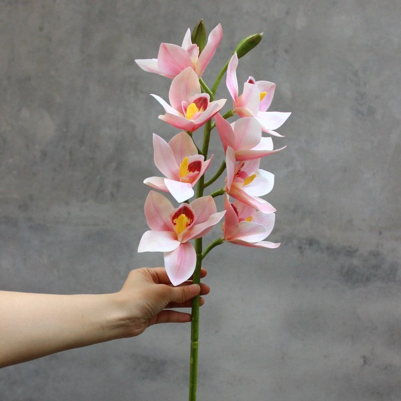 Decorative Orchid