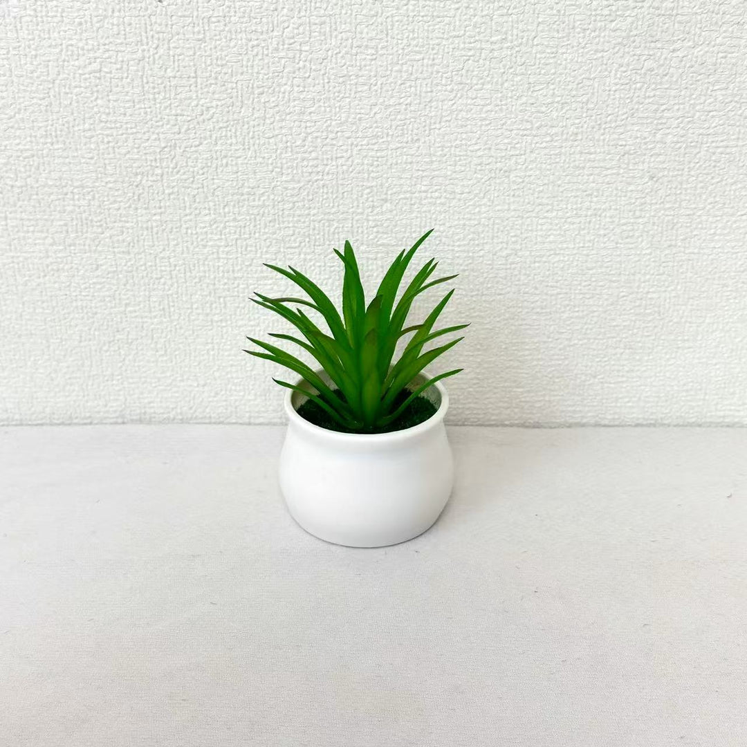 Succulent Plant in Modern Ceramic Pot