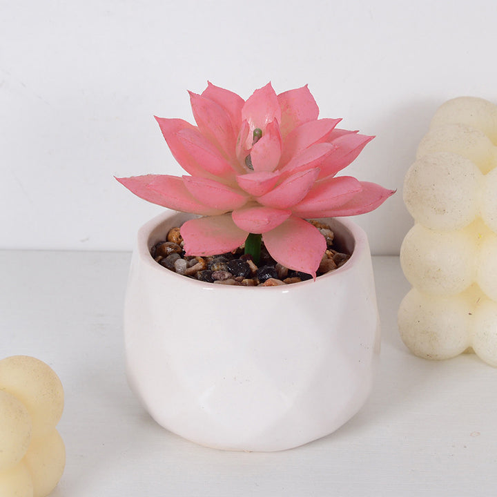 Decorative Succulent Plant Arrangement