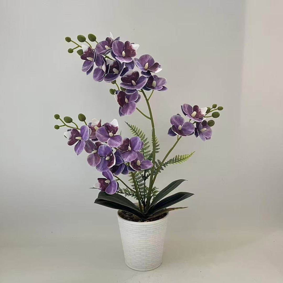 Elegant Decorative Orchid Plant Arrangement for Home Display