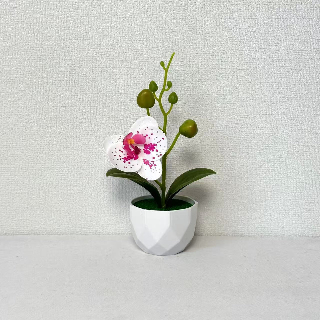 Orchid Plant Arrangement
