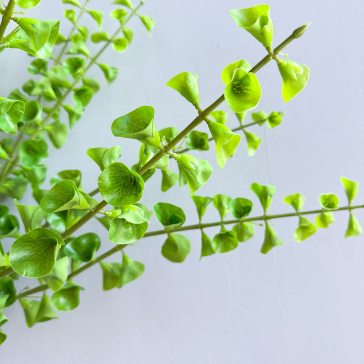 Stylish Indoor Plant Decor