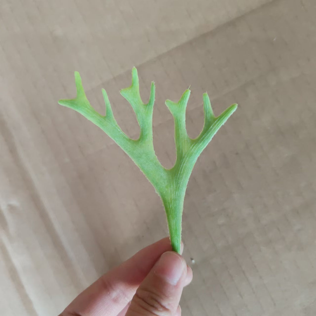 Decorative Green Fern Stem