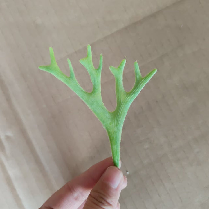 Decorative Green Fern Stem