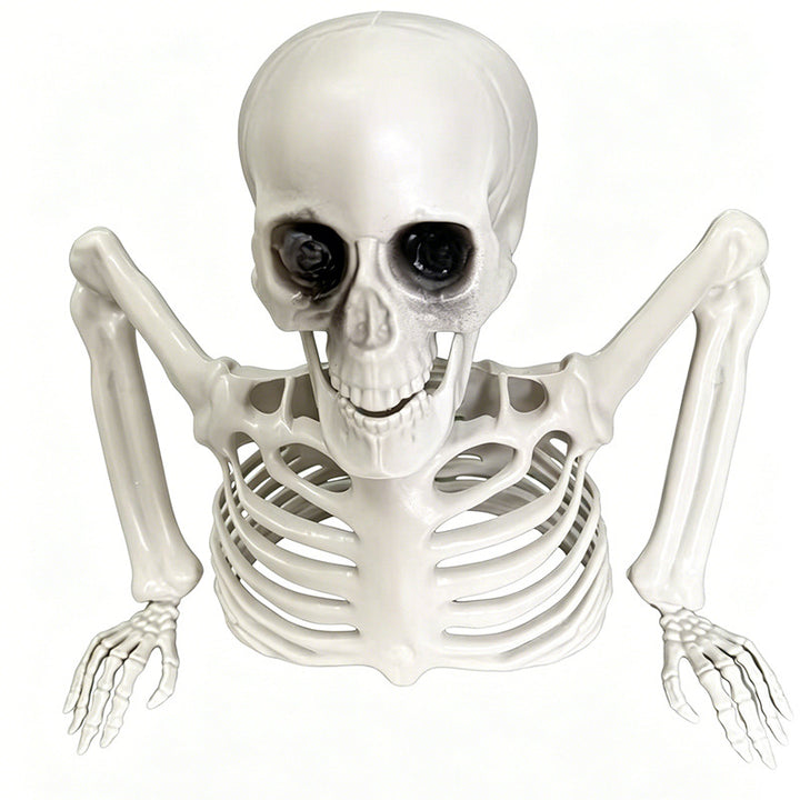 Anatomical teaching skeleton
