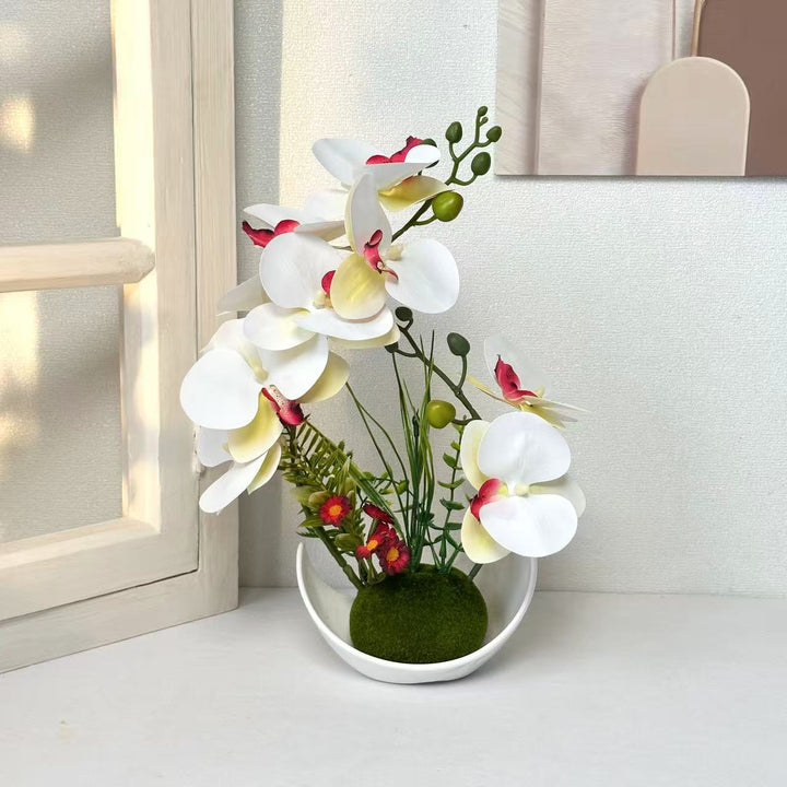Decorative Orchid Plant Arrangement for Home Decor