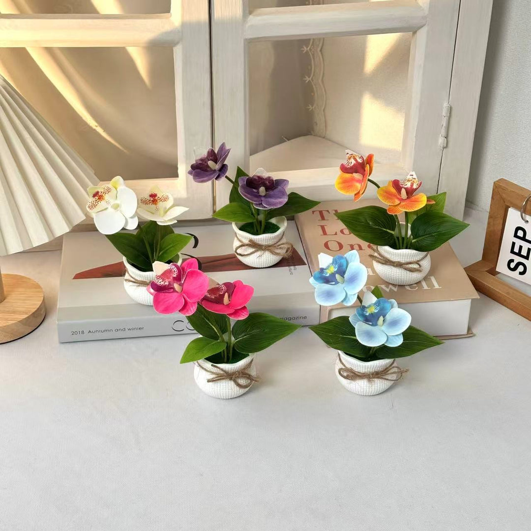Decorative Potted Orchid Arrangement for Indoor Display