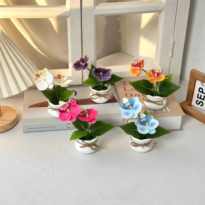 Decorative Potted Orchid Arrangement for Indoor Display