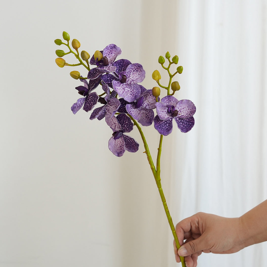 Elegant Orchid Stems Kalsten