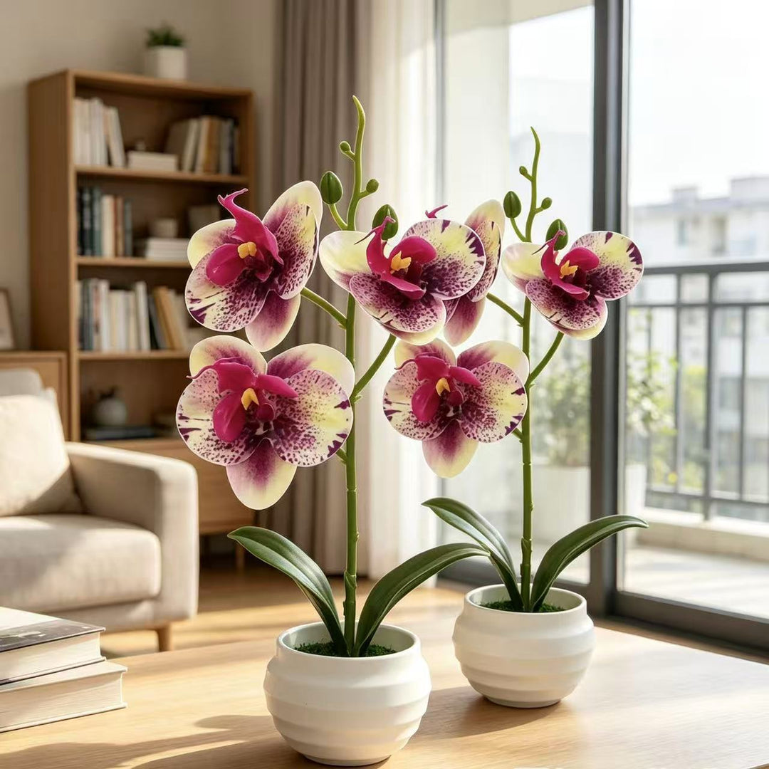 Elegant Decorative Orchid Plant Arrangement for Home Decor