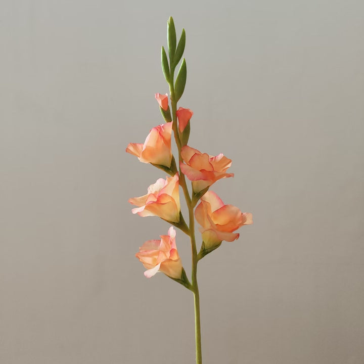 Orchid Floral Stem