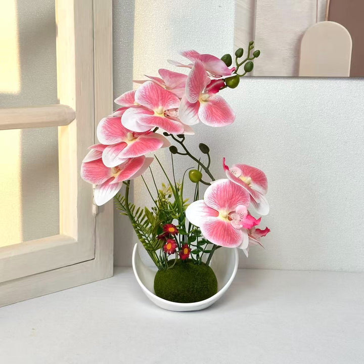 Decorative Orchid Plant Arrangement for Home Decor
