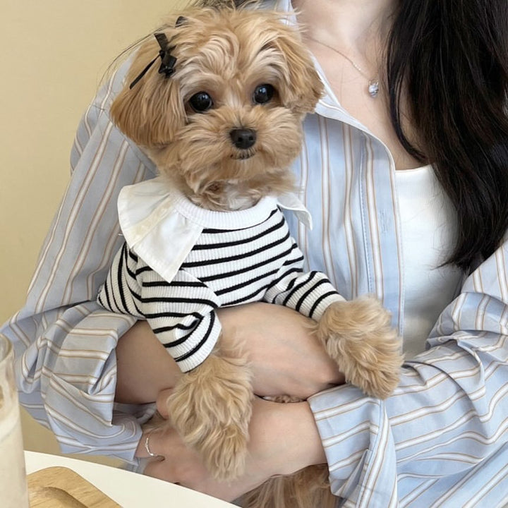 Small Dog Striped Cotton-Blend Knit Sweater with Peter Pan Collar