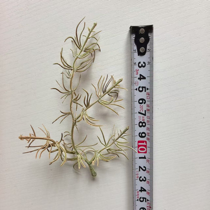 Decorative Air Plant