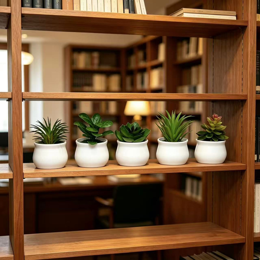 Succulent Plant in Modern Ceramic Pot