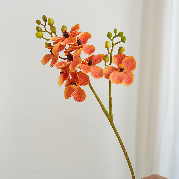 Elegant Orchid Stems Kalsten