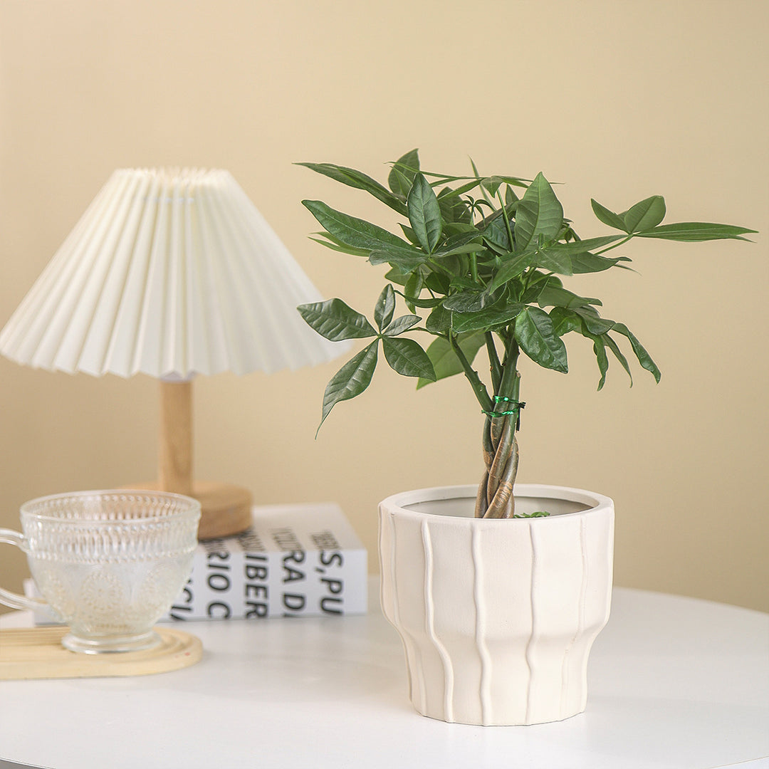 Elegant Planter for Beautiful Indoor Plant Displays