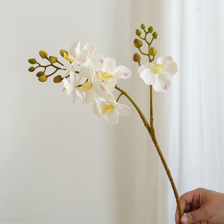 Elegant Orchid Stems Kalsten