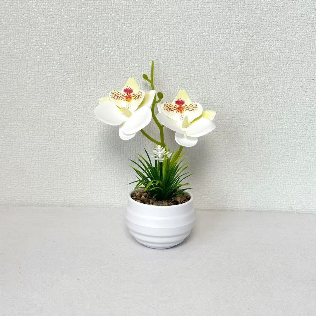 Decorative Miniature Orchid Centerpiece