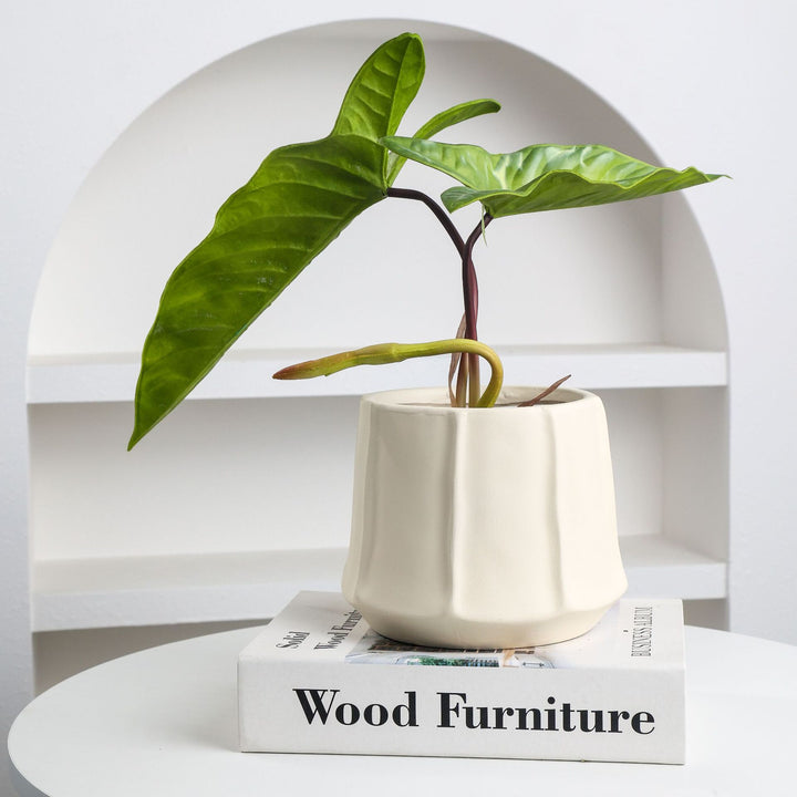 Modern Decorative Planter for Home Interior Styling