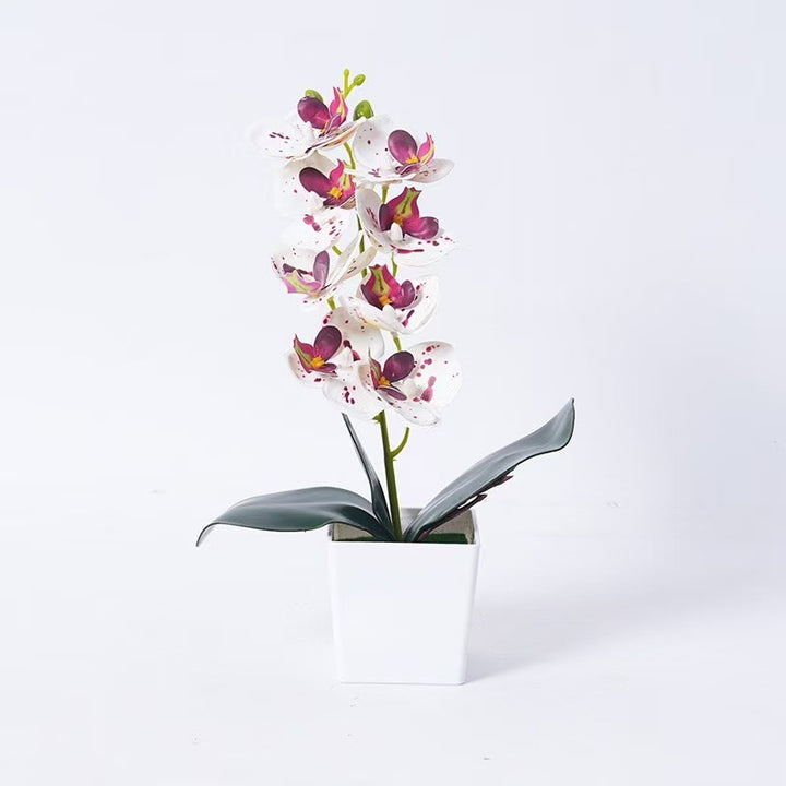 Elegant Orchid Plant Decoration