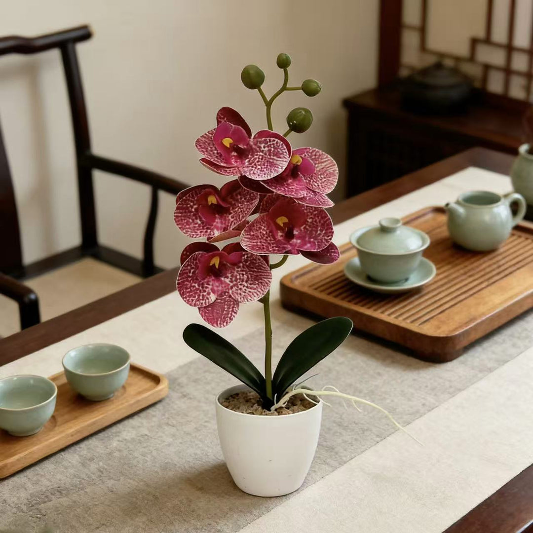 Elegant Decorative Orchid Plant for Indoor Home Decor