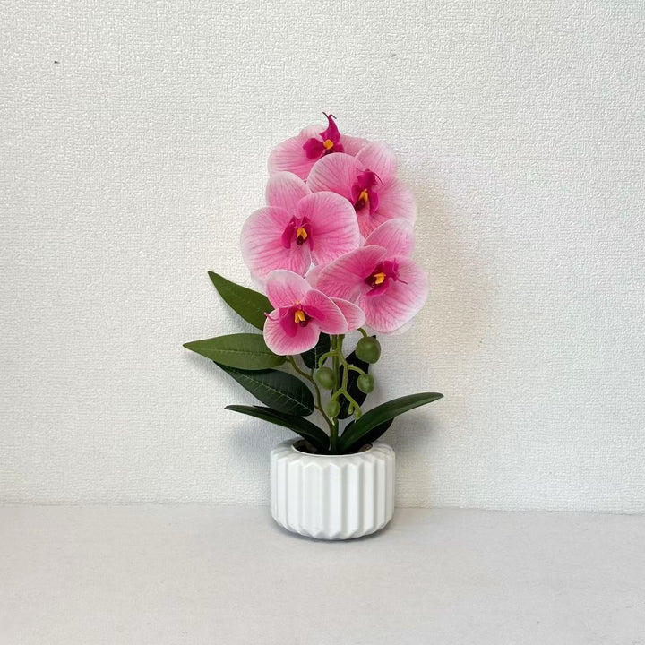 Decorative Potted Orchid for Home Decor Display