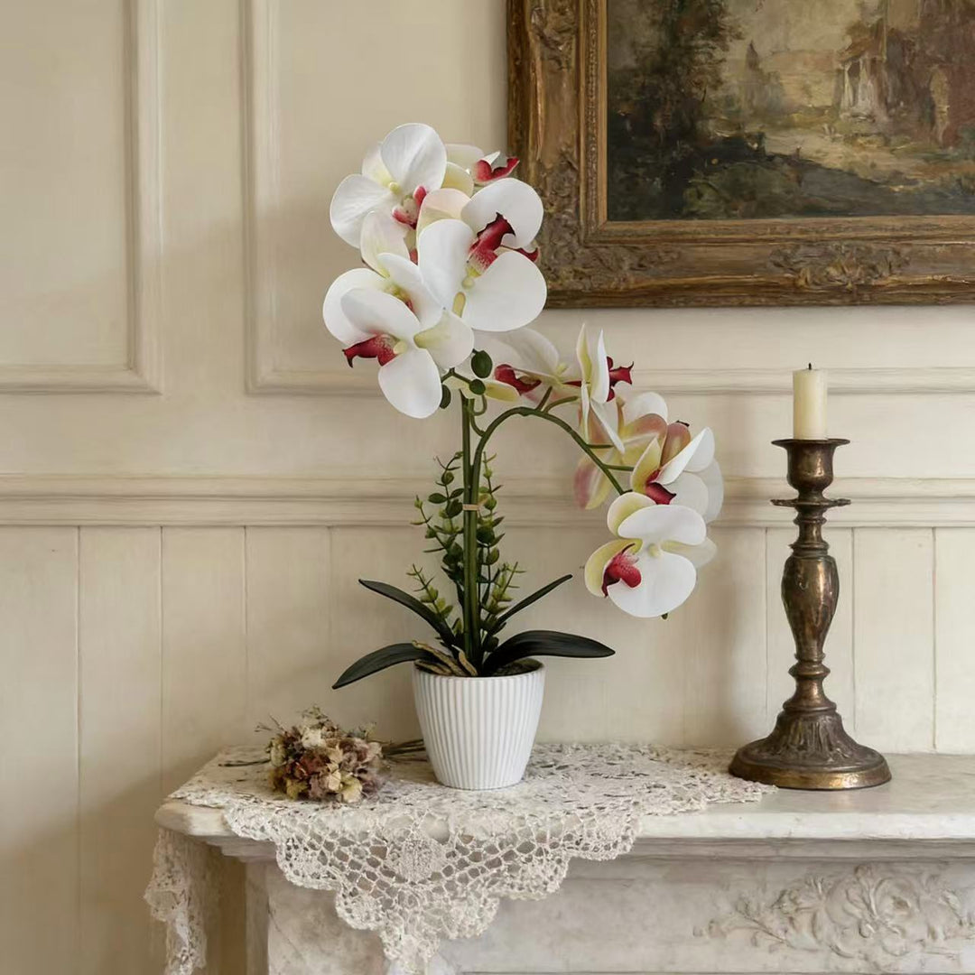 Elegant Orchid Plant Arrangement